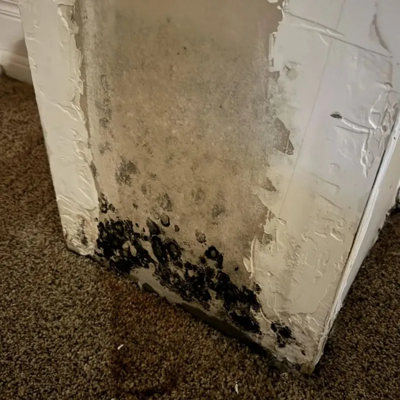 Professional Mold Removal in Clearfield, PA